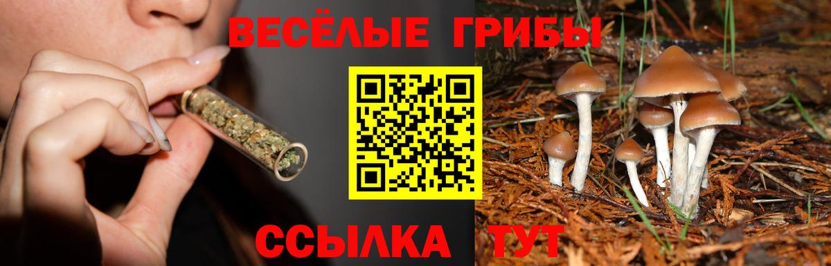 Галлюциногенные грибы Psilocybe Невинномысск
